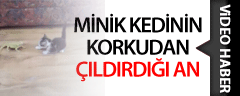 Kedinin İguanayla Komik İmtihanı