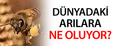 Dünyadaki Arılara Ne Oluyor?