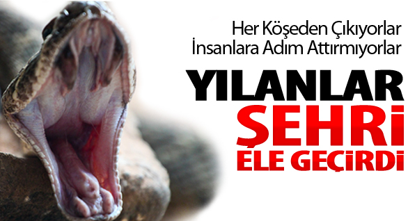 Irak'ı Yılanlar Bastı: 60 ölü