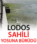 Lodos Sahili Yosuna Bürüdü