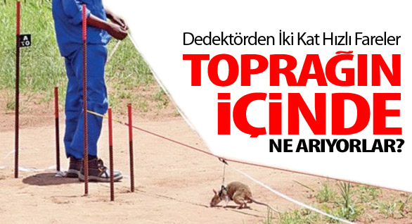 Mayın Temizliğini Fareler Yapıyor!