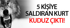 5 kişiye saldıran kurt kuduz çıktı