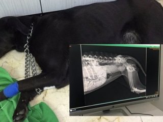 İstanbul Karaköy’de bir köpek işkenceyle öldürüldüğü iddia edildi. ile ilgili görsel sonucu