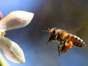 Arı sokması nelere şifa oluyor?
