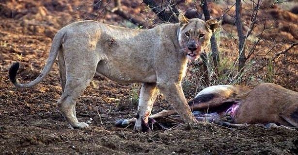 Ceylanın hamile olduğunu anlayan aslan bakın ne yaptı galerisi resim 1