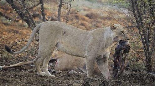 Ceylanın hamile olduğunu anlayan aslan bakın ne yaptı galerisi resim 12