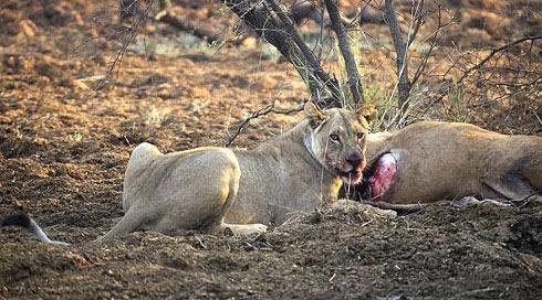 Ceylanın hamile olduğunu anlayan aslan bakın ne yaptı galerisi resim 3