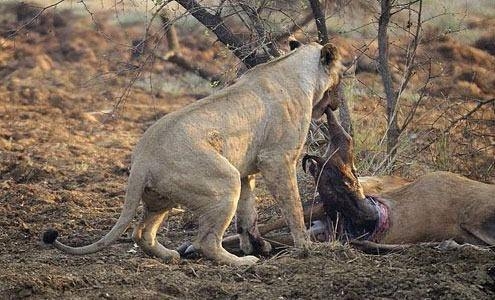 Ceylanın hamile olduğunu anlayan aslan bakın ne yaptı galerisi resim 4