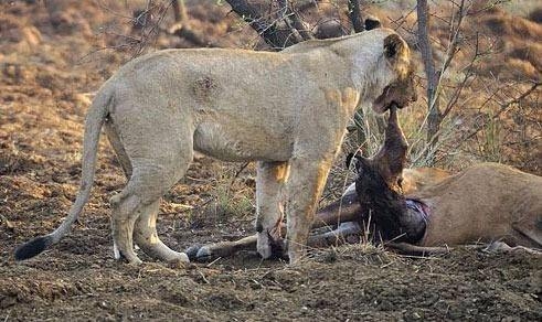 Ceylanın hamile olduğunu anlayan aslan bakın ne yaptı galerisi resim 5