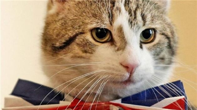 Dışişleri Bakanlığı'nda bir kedi kadroya alındı galerisi resim 1