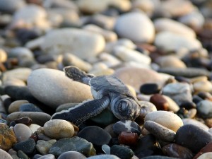 Deniz kaplumbağalarının zorlu yolculuğu