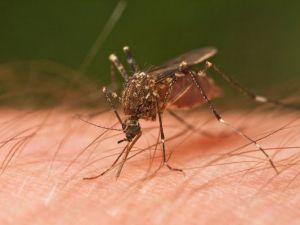 Sivrisineklerden kurtulmak için bunları yapın