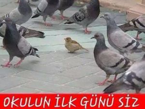 Sosyal medyada 'Eyvah okul açıldı' capsleri