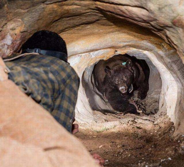 Hayvanlar hakkında şaşırtan gerçekler galerisi resim 1