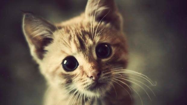 Kedi mırlamasının insanlara yararları! galerisi resim 1