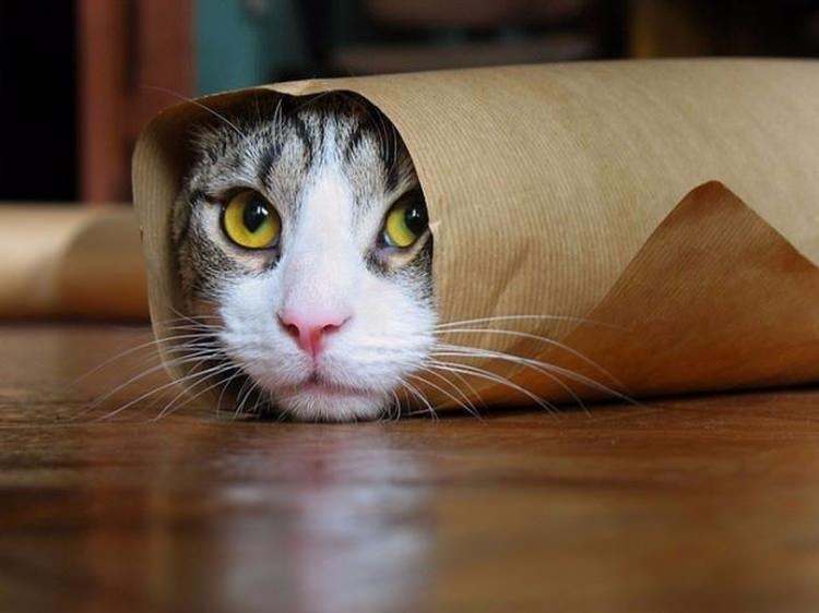 Kedi mırlamasının insanlara yararları! galerisi resim 2