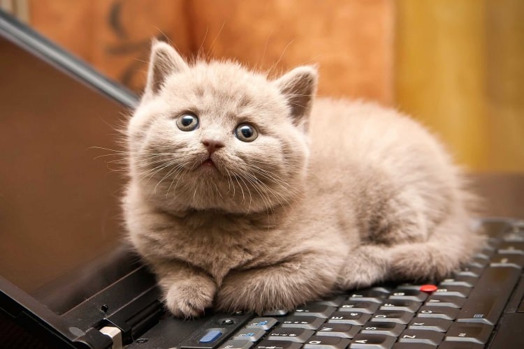 Kedi mırlamasının insanlara yararları! galerisi resim 3