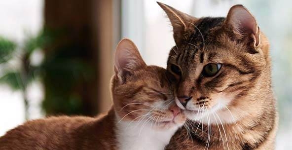 Kedi mırlamasının insanlara yararları! galerisi resim 4