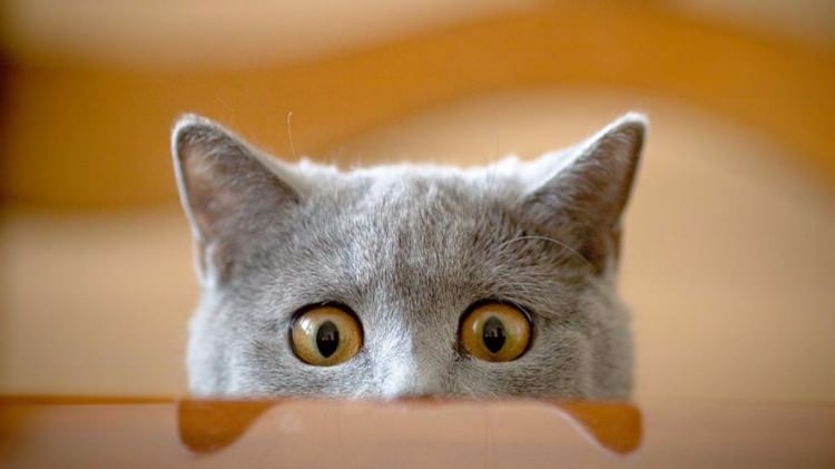 Kedi mırlamasının insanlara yararları! galerisi resim 5