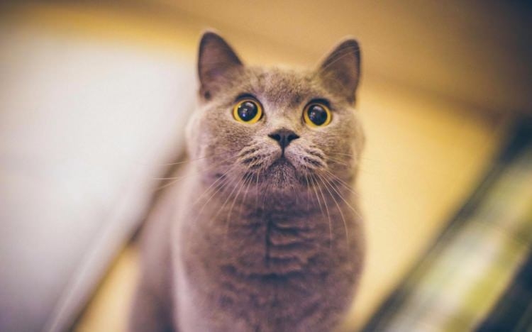 Kedi mırlamasının insanlara yararları! galerisi resim 6