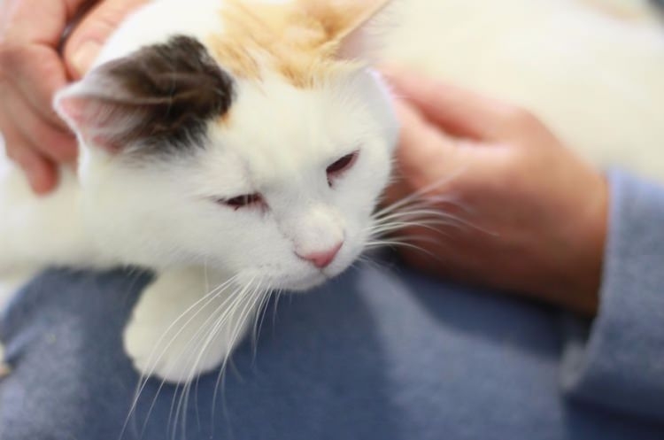 Kedi mırlamasının insanlara yararları! galerisi resim 8
