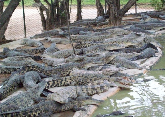 Afrika'nın yeni geçim kaynağı oldular... galerisi resim 4