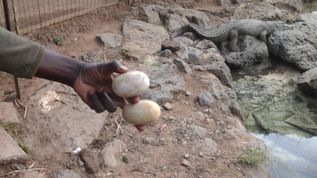 Afrika'nın yeni geçim kaynağı oldular... galerisi resim 6
