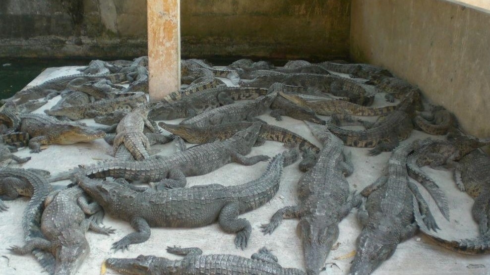 Afrika'nın yeni geçim kaynağı oldular... galerisi resim 7