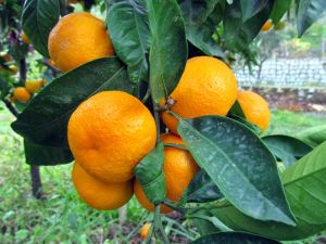 Ukrayna, 29 ton mandalinayı Türkiye'ye geri gönderdi