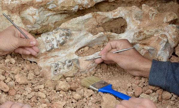 Bozkırda deniz fosilleri bulundu galerisi resim 1