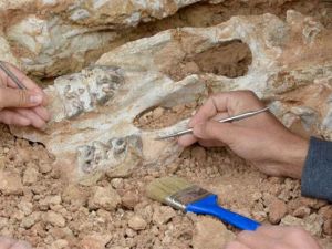 Bozkırda deniz fosilleri bulundu