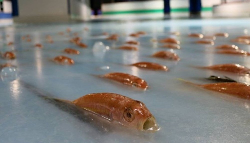 Japonya'da 5 bin balığı buz pistinde dondurdular galerisi resim 1