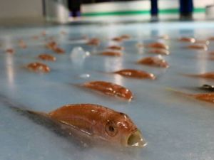 Japonya'da 5 bin balığı buz pistinde dondurdular