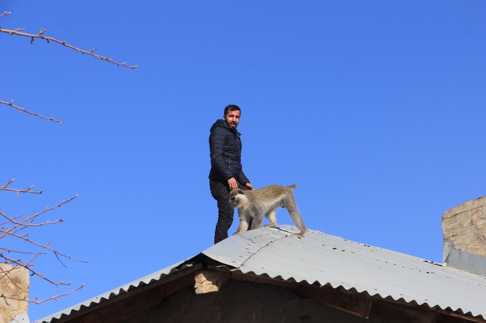 Hakkari'de maymun kurtarma operasyonu galerisi resim 1