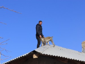 Hakkari'de maymun kurtarma operasyonu