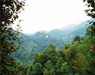 RIZE - CAYELI