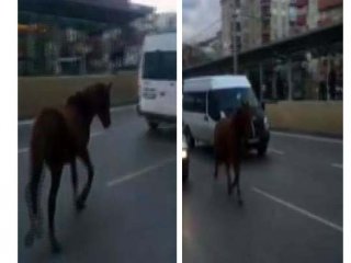 Bursa'da otoyolda bir at olayı daha!