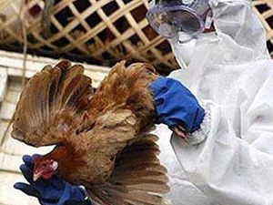 Endonezya'da kuş gribi: 10 kümes hayvanı öldü