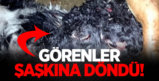 Çift başlı kuzuyu görenler şaşkına döndü!