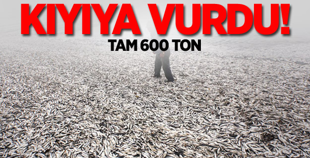 600 ton balık kıyıya vurdu