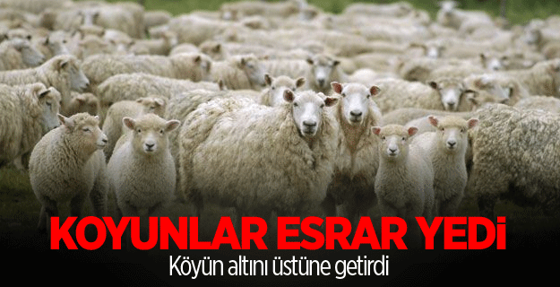 Esrar yiyen koyunlar köyü alt üst etti