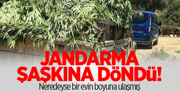 3 metre boyunda hint keneviri yetiştirmişler