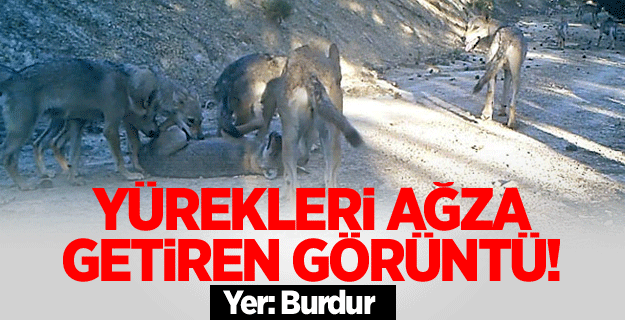 Burdur'da kurt sürüsü görüntülendi