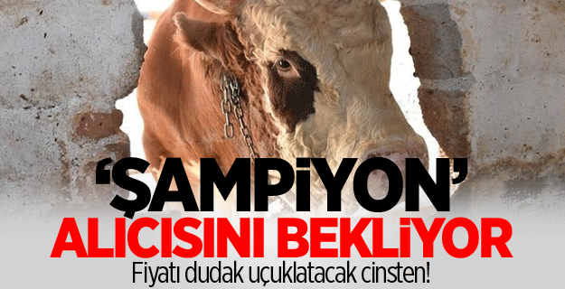 'Şampiyon' 40 bin liraya alıcısını bekliyor
