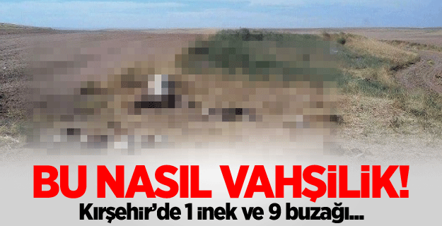 1 inek ve 9 buzağı boğazı kesilmiş halde bulundu