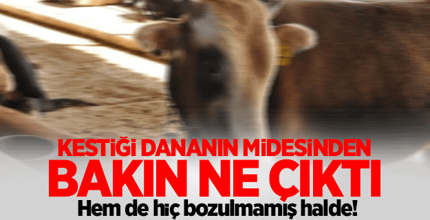Dananın midesinden para çıktı!
