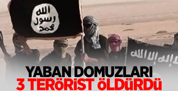 Yaban domuzları 3 terörist öldürdü