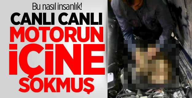 Bu nasıl insanlık! Canlı canlı motorun içine sokmuş
