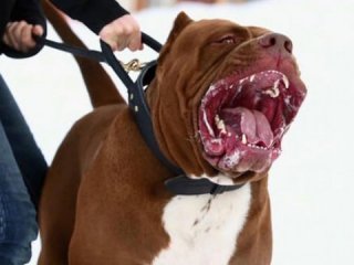 Antalya'da pitbull dehşeti!