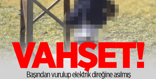 Elektrik direğine bağlı ceset bulundu!
